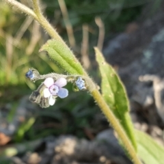 Cynoglossum australe (Australian Forget-me-not) at Isaacs Ridge and Nearby - 16 Apr 2017 by Mike