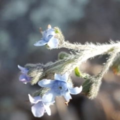 Cynoglossum australe at Jerrabomberra, ACT - 16 Apr 2017