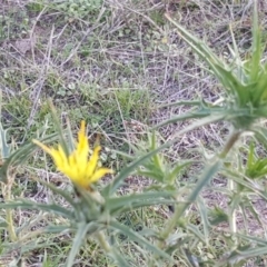 Carthamus lanatus (Saffron Thistle) at Jerrabomberra, ACT - 16 Apr 2017 by Mike