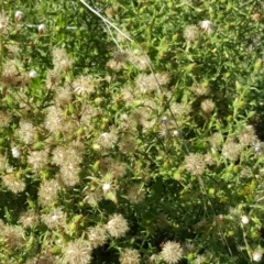 Dittrichia graveolens (Stinkwort) at Mount Mugga Mugga - 15 Apr 2017 by Mike