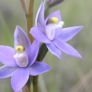 Thelymitra peniculata at Yass River, NSW - 29 Oct 2005