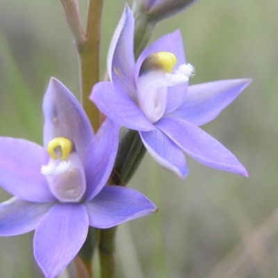 Thelymitra peniculata (Blue Star Sun-orchid) at Gang Gang at Yass River - 29 Oct 2005 by SueMcIntyre