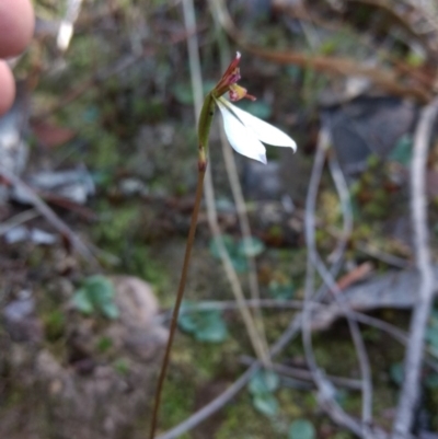 Eriochilus cucullatus (Parson's Bands) at QPRC LGA - 17 Apr 2017 by MattM