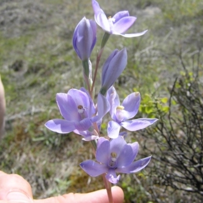 Thelymitra megcalyptra (Swollen Sun Orchid) at Gang Gang at Yass River - 21 Oct 2013 by SueMcIntyre
