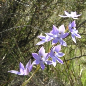 Thelymitra megcalyptra at Yass River, NSW - 21 Oct 2013