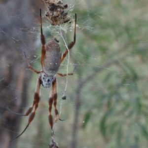 Trichonephila edulis at Wanniassa Hill - 11 Apr 2017 04:42 PM