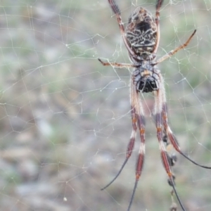 Trichonephila edulis at Wanniassa Hill - 11 Apr 2017