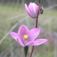 Thelymitra carnea x megcalyptra at Yass River, NSW - 29 Oct 2005 by SueMcIntyre