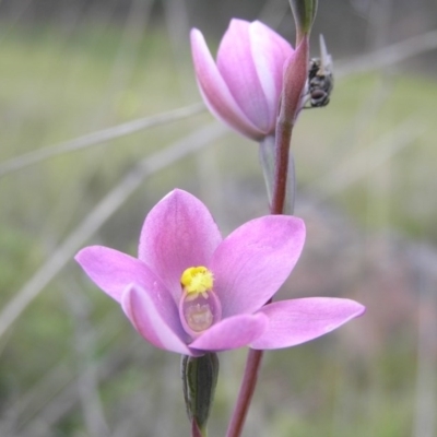 Thelymitra carnea x megcalyptra at Yass River, NSW - 29 Oct 2005 by SueMcIntyre