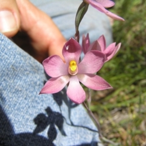 Thelymitra carnea x megcalyptra at Yass River, NSW - 29 Oct 2005