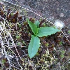 Pterostylis sp. (A Greenhood) at Mount Jerrabomberra QP - 17 Apr 2017 by MattM