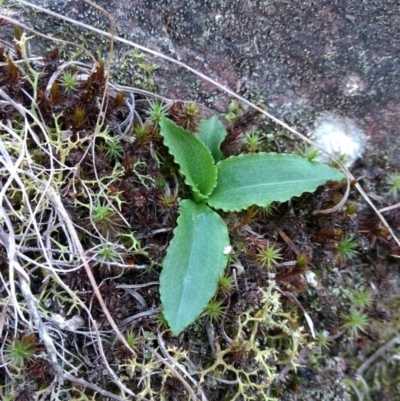 Pterostylis sp. (A Greenhood) at QPRC LGA - 17 Apr 2017 by MattM