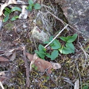 Pterostylis sp. at Jerrabomberra, NSW - suppressed