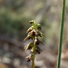 Corunastylis clivicola (Rufous midge orchid) at QPRC LGA - 17 Apr 2017 by MattM