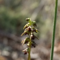 Corunastylis clivicola (Rufous midge orchid) at Mount Jerrabomberra QP - 17 Apr 2017 by MattM