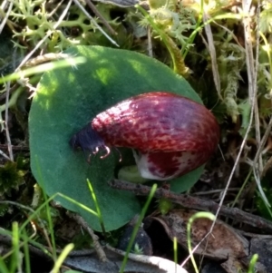 Corysanthes hispida at Jerrabomberra, NSW - suppressed