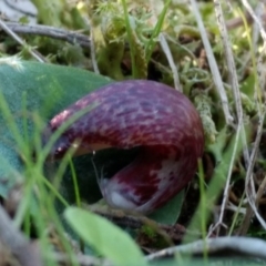 Corysanthes hispida at Jerrabomberra, NSW - suppressed