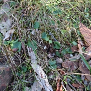 Corysanthes hispida at Jerrabomberra, NSW - 17 Apr 2017