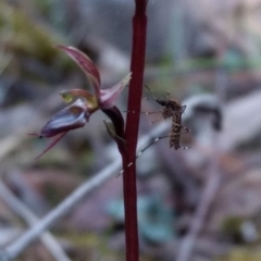 Acianthus exsertus (Large Mosquito Orchid) at Mount Jerrabomberra QP - 17 Apr 2017 by MattM