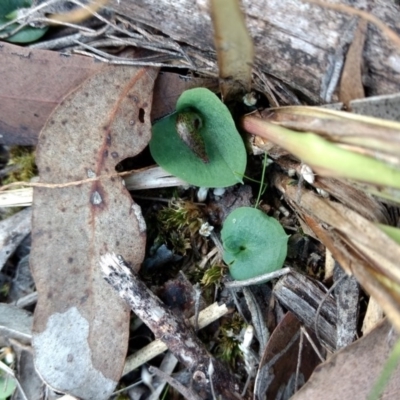 Corysanthes hispida (Bristly Helmet Orchid) at Jerrabomberra, NSW - 17 Apr 2017 by MattM