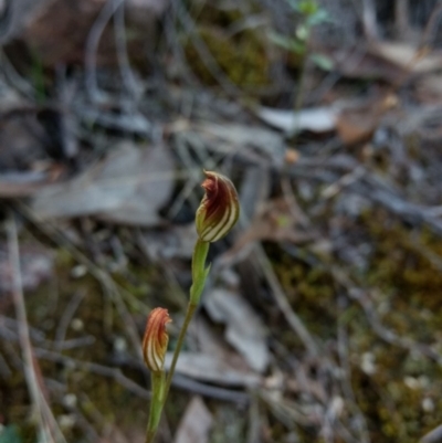 Speculantha rubescens (Blushing Tiny Greenhood) at Mount Jerrabomberra QP - 17 Apr 2017 by MattM