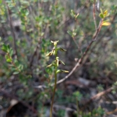 Corunastylis clivicola (Rufous midge orchid) at Mount Jerrabomberra - 17 Apr 2017 by MattM