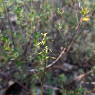 Corunastylis clivicola (Rufous midge orchid) at Jerrabomberra, NSW - 17 Apr 2017 by MattM