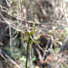 Corunastylis cornuta (Horned Midge Orchid) at Mount Jerrabomberra QP - 17 Apr 2017 by MattM
