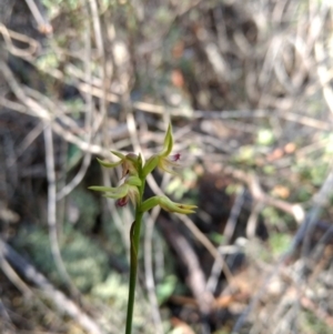 Corunastylis cornuta at Jerrabomberra, NSW - 17 Apr 2017