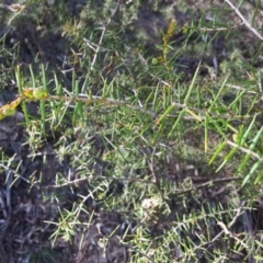 Acacia ulicifolia (Prickly Moses) at Mount Ainslie - 17 Apr 2017 by waltraud