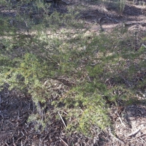 Acacia ulicifolia at Majura, ACT - 17 Apr 2017