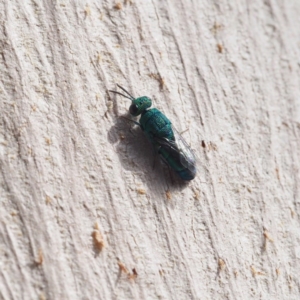 Chrysididae (family) at Fraser, ACT - 16 Apr 2017