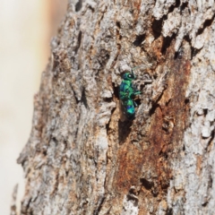 Chrysididae (family) at Fraser, ACT - 16 Apr 2017