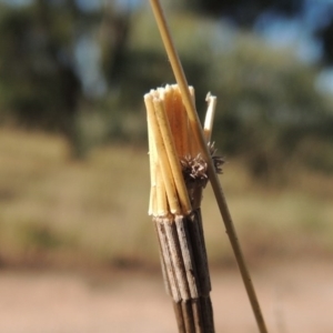 Lepidoscia arctiella at Tennent, ACT - 7 Feb 2016