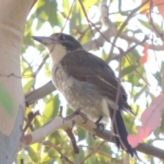 Cracticus torquatus (Grey Butcherbird) at Urambi Hills - 14 Apr 2017 by MichaelBedingfield