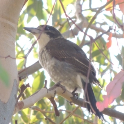 Cracticus torquatus (Grey Butcherbird) at Urambi Hills - 14 Apr 2017 by MichaelBedingfield