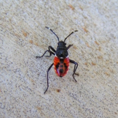 Dindymus versicolor (Harlequin Bug) at Kambah, ACT - 16 Apr 2017 by MatthewFrawley