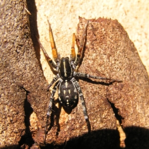 Nyssus coloripes at Kambah, ACT - 16 Apr 2017