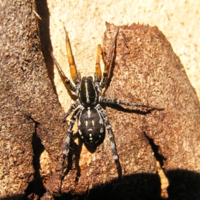 Nyssus coloripes (Spotted Ground Swift Spider) at Kambah, ACT - 16 Apr 2017 by MatthewFrawley