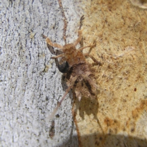 Platybrachys sp. (genus) at Kambah, ACT - 16 Apr 2017 12:02 PM