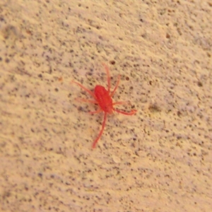 Trombidiidae (family) at Kambah, ACT - 16 Apr 2017