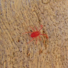 Trombidiidae (family) at Kambah, ACT - 16 Apr 2017 11:58 AM