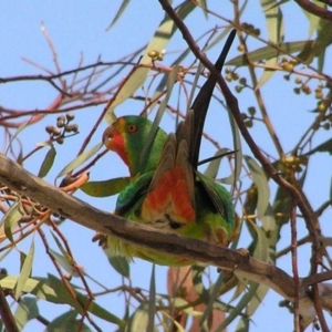 Lathamus discolor at Kambah, ACT - 1 May 2007