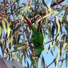 Lathamus discolor at Kambah, ACT - 1 May 2007