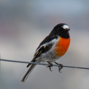 Petroica boodang at Goorooyarroo NR (ACT) - 18 Apr 2017 08:53 AM