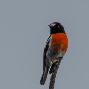 Petroica boodang at Goorooyarroo NR (ACT) - 18 Apr 2017 08:53 AM