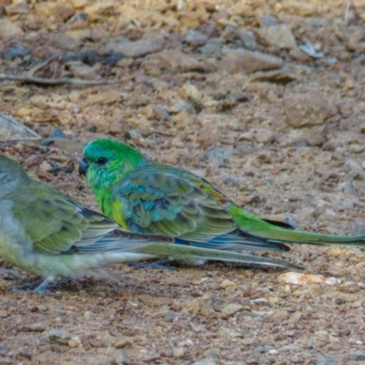 Psephotus haematonotus (Red-rumped Parrot) at Goorooyarroo NR (ACT) - 17 Apr 2017 by CedricBear