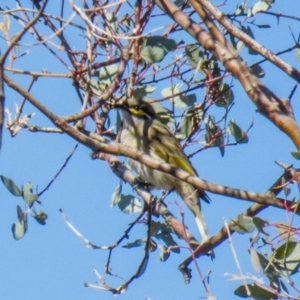 Caligavis chrysops at Goorooyarroo NR (ACT) - 18 Apr 2017 10:29 AM