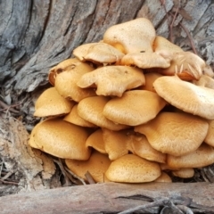 Gymnopilus junonius (Spectacular Rustgill) at Jerrabomberra, ACT - 18 Apr 2017 by Mike