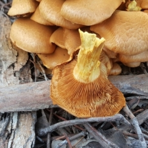 Gymnopilus junonius at Isaacs Ridge Offset Area - 18 Apr 2017 03:45 PM